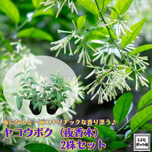 sRE{N 鍁 |bgc2ZbgtiCgu[~OWX~ iCgWX~ Cestrum nocturnum