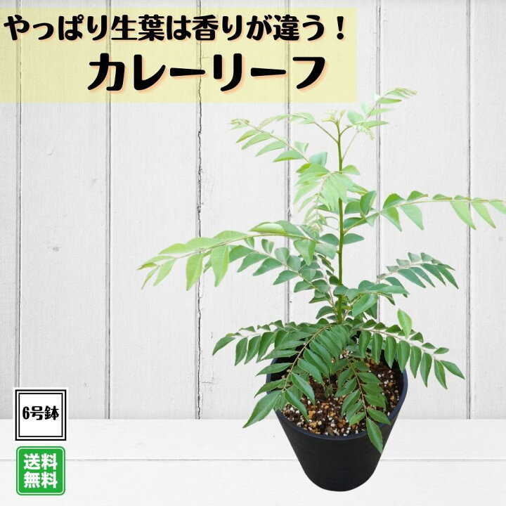 楽天市場】《カレーリーフ 6号鉢 大株》 カレーの木 ナンヨウザン  