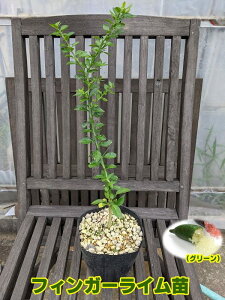 苗 フィンガーライムの人気商品 通販 価格比較 価格 Com