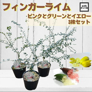 話題の柑橘植物 《フィンガーライム ピンクとグリーンとイエロー 3株セット 接木苗》 森のキャビア キャビアライム ブッシュキャビア