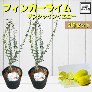 話題の柑橘植物 《フィンガーライム サンシャインイエロー 接木苗 2株セット》 森のキャビア キャビアライム ブッシュキャビア