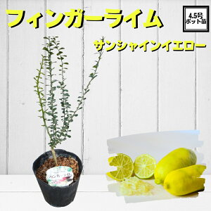 話題の柑橘植物 《フィンガーライム サンシャインイエロー 接木苗》 森のキャビア キャビアライム ブッシュキャビア