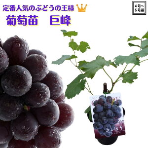 定番人気品種《ぶどう 苗 巨峰 2年生挿し木 大苗 5号ポット》 キョホウ 果樹苗 ブドウ 葡萄 送料無料