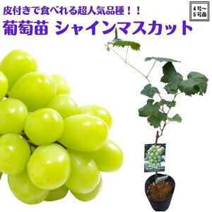 lCisԂǂ c VC}XJbg 2N} c 5|bgt io^i ʎc uhE  