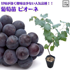 lCisԂǂ c sI[l 2N} c 5|bgt ʎc uhE  