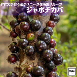 �s�W���{�`�J�o�c 6�����t �A���ւ��s�v�u���W���A���O���[�v�c���[ �L�u�h�E �M�щʎ� ��������