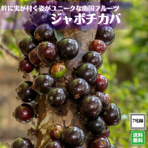 強健大玉品種《ジャボチカバ苗 7号鉢》 植え替え不要ブラジリアングレープツリー キブドウ 熱帯果樹 送料無料
