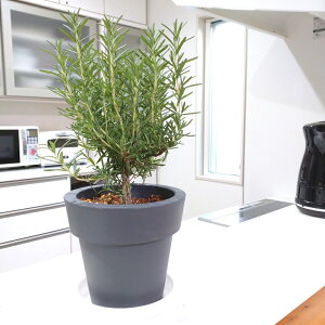 sLb`vc [Y}[ 5A Iׂ锫J[tn[u Vzj j JXj av[g 蕨 v[g Mtg