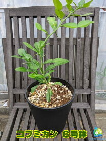 楽天市場 パクチー 苗の通販