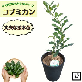 《コブミカン 苗 6号鉢 大株》バイマックルー カフィアライム タイ料理 植え替え不要