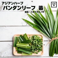《パンダンリーフ苗 4.5号鉢 》ニオイタコノキ バイトゥーイ タイ料理 アジア料理 シンガポール料理 スリ…