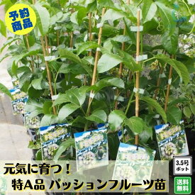 〔予約商品 4月中旬頃より発送〕大好評！実が付かない方必見！！《元気に育つ！ パッションフルーツ苗 挿木充実苗》 赤紫実 支柱仕立てグリーンカーテン クダモノトケイソウ リリコイ 送料無料