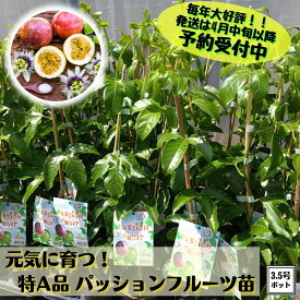 【予約商品/4月中旬以降の発送】 毎年大好評！実が付かない方必見！！《元気に育つ！ パッションフルーツ苗 挿木充実苗》 赤紫実 支柱仕立てグリーンカーテン クダモノトケイソウ リリコイ 送料無料