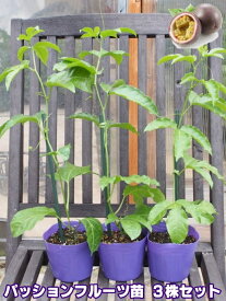 楽天市場 グリーンカーテン 支柱の通販