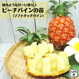 《ソフトタッチパイン（ピーチパイン）4.5号鉢 大株》熱帯植物 トロピカルフルーツ 沖縄フルーツ 苗