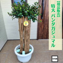楽天市場】ぱんだガジュマル（サイズ（植木鉢）10 ～ 12号）の通販