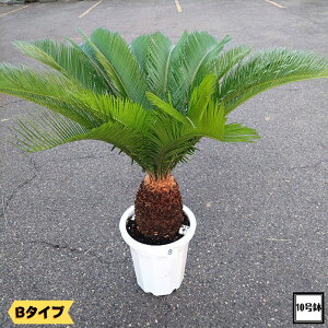 si̔tAi \ec 10ɋ][gK[fAIhS ^ ][g 썑[h gsJK[f 100cm