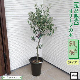【マラソン限定！20%OFFクーポン】〔現品販売〕 人気のオリーブ 創樹（SOUJU）6号鉢 選べる樹形プレミアムオリーブの木 オリーブ olive 観葉植物 新生活 新築祝い 開店祝い 誕生日 プレゼント ギフト 送料無料