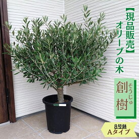 【マラソン限定！20%OFFクーポン】〔現品販売〕 人気のオリーブ 創樹（SOUJU）8号鉢 選べる樹形極上プレミアムオリーブの木 シプレッシーノオリーブ olive 観葉植物 新生活 新築祝い 開店祝い 誕生日 プレゼント ギフト 送料無料