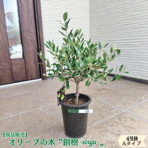 オリーブの木 現品」の人気商品一覧 | 安い商品を通販サイトから探す 