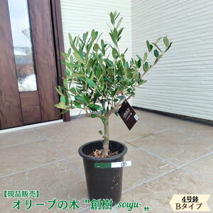 観葉植物 オリーブの木 現品」の人気商品一覧 | 安い商品を通販サイト 