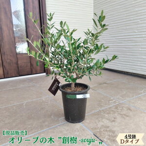 �k���i�̔��l�l�C�̃I���[�u �n�� -souju- 4���� �I�ׂ���`�v���~�A���I���[�u�̖� �I���[�u olive �ϗt�A�� �V���� �V�z�j�� �J�X�j�� �a���� �v���[���g �M�t�g