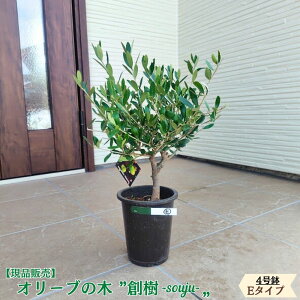 �k���i�̔��l�l�C�̃I���[�u �n�� -souju- 4���� �I�ׂ���`�v���~�A���I���[�u�̖� �I���[�u olive �ϗt�A�� �V���� �V�z�j�� �J�X�j�� �a���� �v���[���g �M�t�g