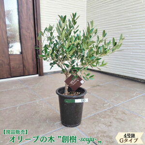 �k���i�̔��l�l�C�̃I���[�u �n�� -souju- 4���� �I�ׂ���`�v���~�A���I���[�u�̖� �I���[�u olive �ϗt�A�� �V���� �V�z�j�� �J�X�j�� �a���� �v���[���g �M�t�g