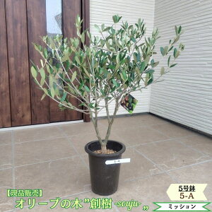 観葉植物 5号 オリーブの木」の人気商品一覧 | 安い商品を通販サイト 