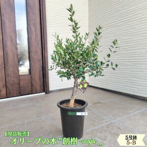 �k���i�̔��l�l�C�̃I���[�u �n�� -souju- 5���� �I�ׂ���`�v���~�A���I���[�u�̖؃I���[�u olive �ϗt�A�� �V���� �V�z�j�� �J�X�j�� �a���� �v���[���g
