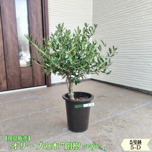 �k���i�̔��l�l�C�̃I���[�u �n�� -souju- 5���� �I�ׂ���`�v���~�A���I���[�u�̖؃I���[�u olive �ϗt�A�� �V���� �V�z�j�� �J�X�j�� �a���� �v���[���g
