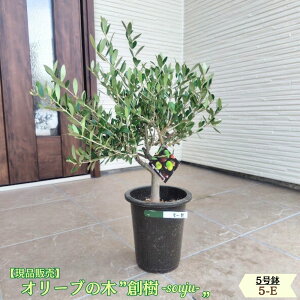 �k���i�̔��l�l�C�̃I���[�u �n�� -souju- 5���� �I�ׂ���`�v���~�A���I���[�u�̖؃I���[�u olive �ϗt�A�� �V���� �V�z�j�� �J�X�j�� �a���� �v���[���g