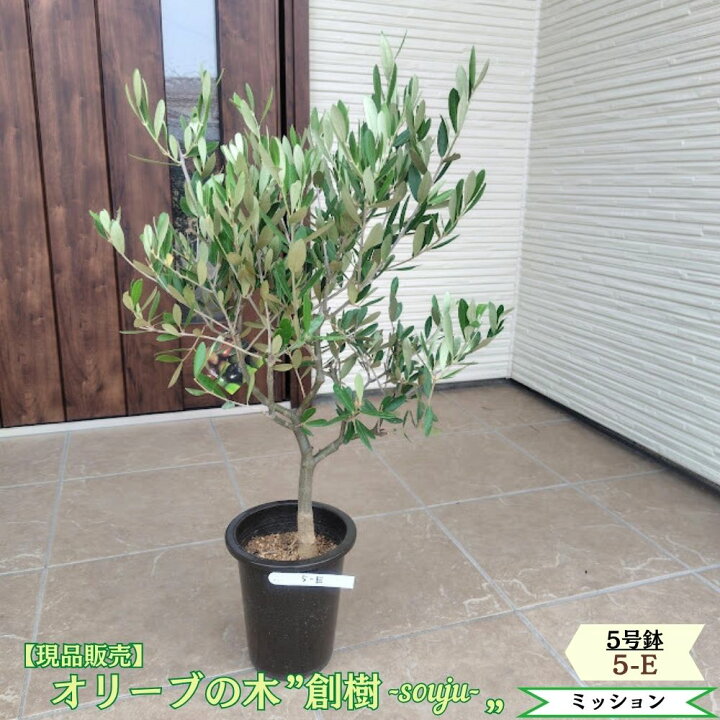 souju5-e.jpg?fitin=720:720
