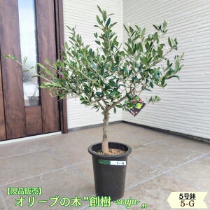 �k���i�̔��l�l�C�̃I���[�u �n�� -souju- 5���� �I�ׂ���`�v���~�A���I���[�u�̖؃I���[�u olive �ϗt�A�� �V���� �V�z�j�� �J�X�j�� �a���� �v���[���g