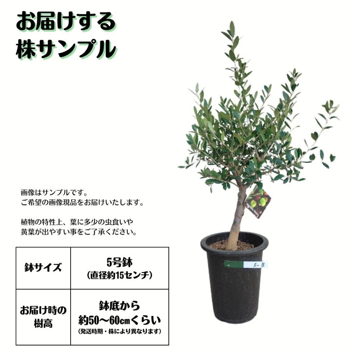 楽天市場】〔現品販売〕人気のオリーブ 創樹 -souju- 5号鉢 選べる樹形 