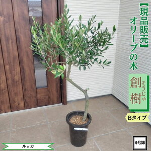 オリーブの木 現品」の人気商品一覧・価格比較 - 価格.com