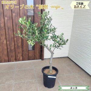 観葉植物 7号 オリーブ」の人気商品一覧・価格比較 - 価格.com