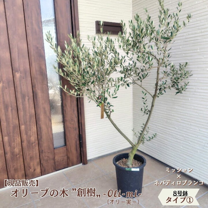 楽天市場】〔現品販売〕人気のオリーブ 創樹 -souju- 