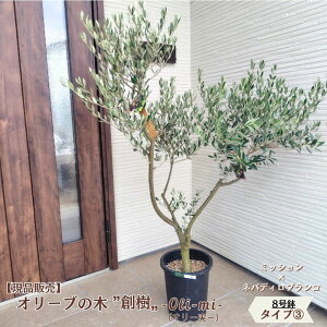 �k���i�̔��l�l�C�̃I���[�u �n�� -souju- oli-mi �I���[���[ 8���� �I�ׂ���`�ɏ�v���~�A���I���[�u�̖� 2�i��A�� �I���[�u olive �ϗt�A�� �V���� �V�z�j�� �J�X�j�� �a���� �v���[���g �M�t