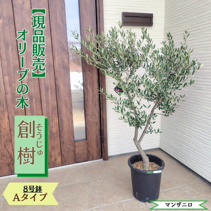 楽天市場】〔現品販売〕人気のオリーブ 創樹 -souju- 8号鉢 選べる樹形 