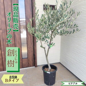�k���i�̔��l�l�C�̃I���[�u �n�� -souju- 8���� �I�ׂ���`�ɏ�v���~�A���I���[�u�̖؃I���[�u olive �ϗt�A�� �V���� �V�z�j�� �J�X�j�� �a���� �v���[���g �M�t�g