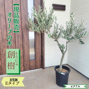 �k���i�̔��l�l�C�̃I���[�u �n�� -souju- 8���� �I�ׂ���`�ɏ�v���~�A���I���[�u�̖؃I���[�u olive �ϗt�A�� �V���� �V�z�j�� �J�X�j�� �a���� �v���[���g �M�t�g
