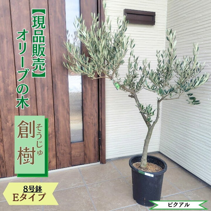 楽天市場】〔現品販売〕人気のオリーブ 創樹 -souju- 8号鉢 選べる樹形 