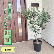 楽天市場】オリーブ soujuの通販