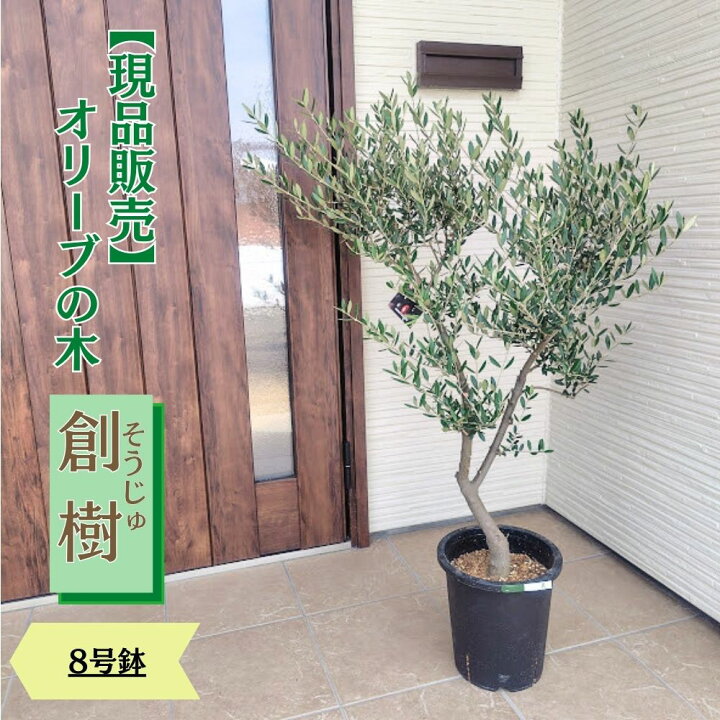 楽天市場】〔現品販売〕人気のオリーブ 創樹 -souju- 8号鉢 選べる樹形 