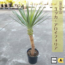 楽天市場】ユッカ アロイフォリアの通販