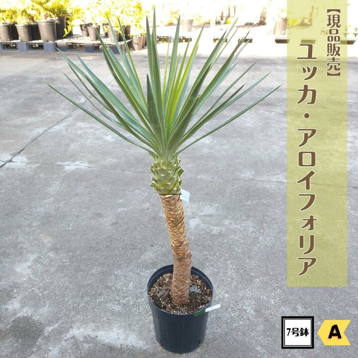 楽天市場】カッコいい観葉植物！！＼現品販売／ ユッカ アロイフォリア  