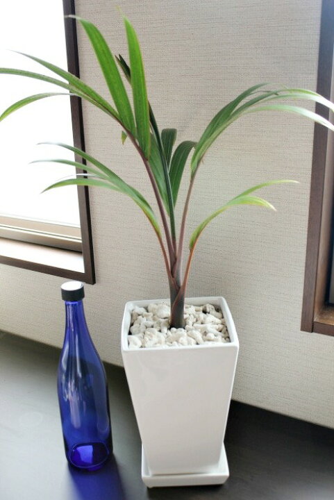 楽天市場 希少観葉植物 ホオポノポノ トックリヤシ ボトルパーム ホワイトスクエア陶器鉢コンパクトサイズ オリジナル専用土にて植え替え済み インテリアグリーン 天然サンゴマルチング Tahiti Marche ータヒチマルシェー