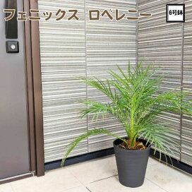 楽天市場】人気のコンパクトサイズ八丈島産 フェニックス ロベレニー 7 