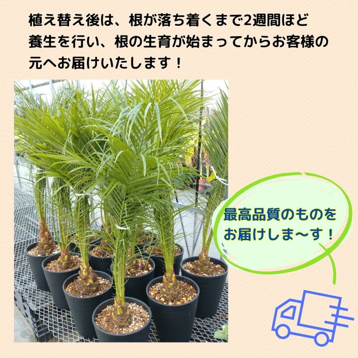 楽天市場】人気のコンパクトサイズ八丈島産 フェニックス ロベレニー 7 